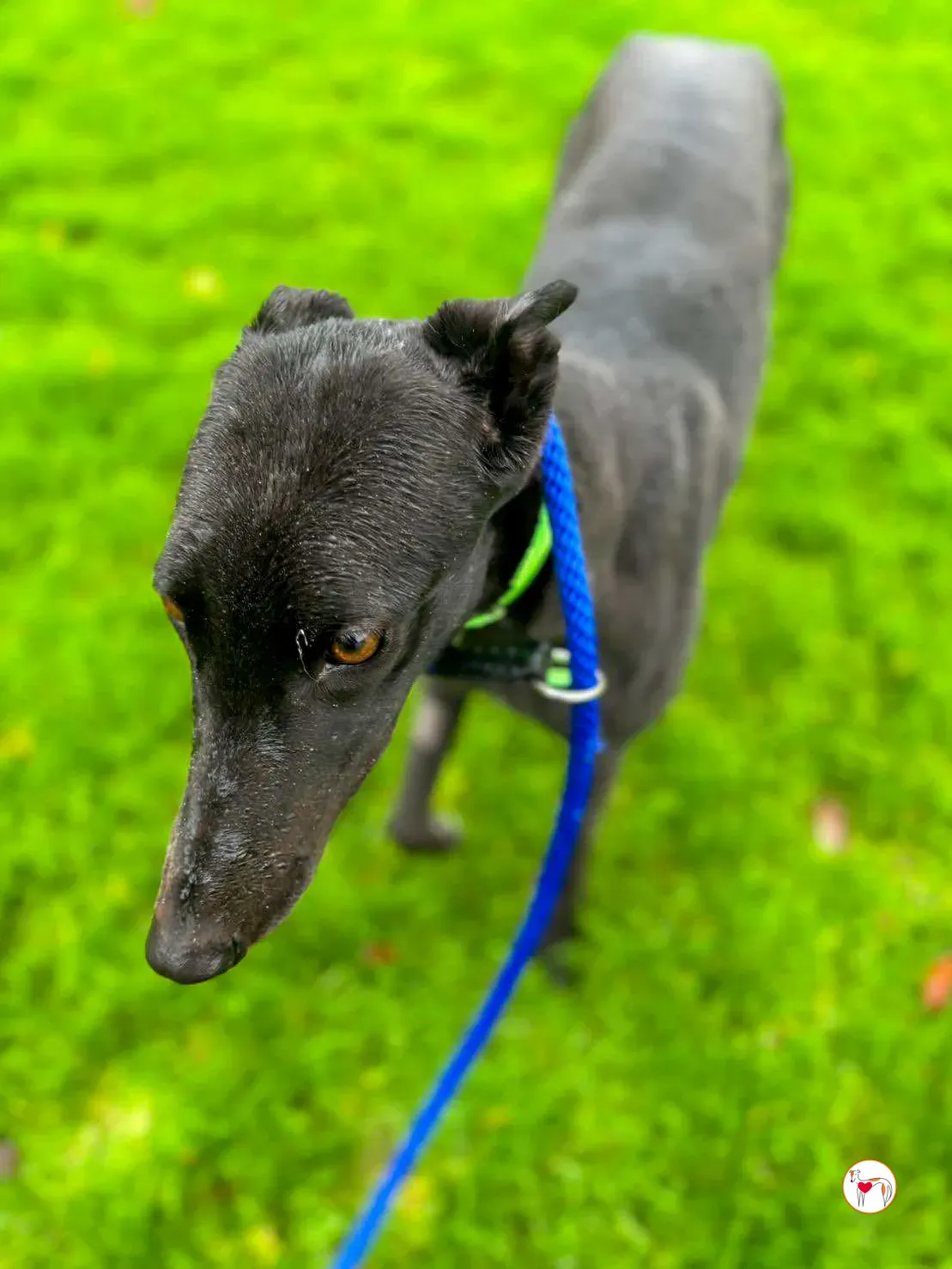 annie grey adozione 10