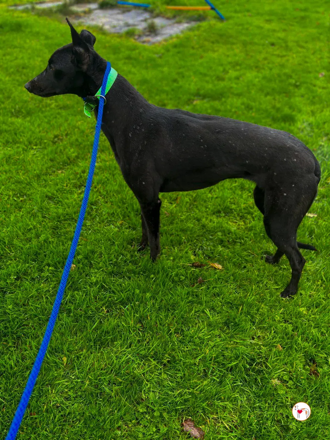 annie grey adozione 11