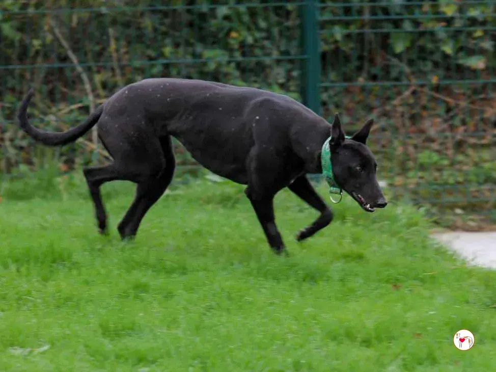 annie grey adozione 12