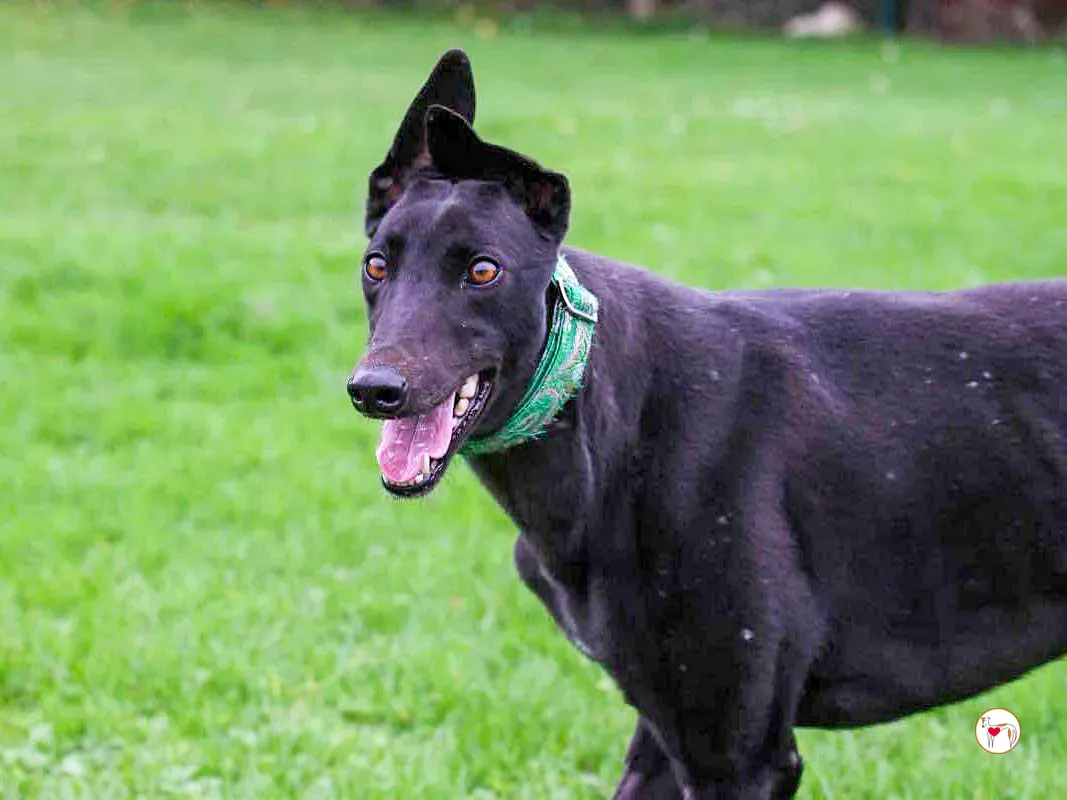 annie grey adozione 13