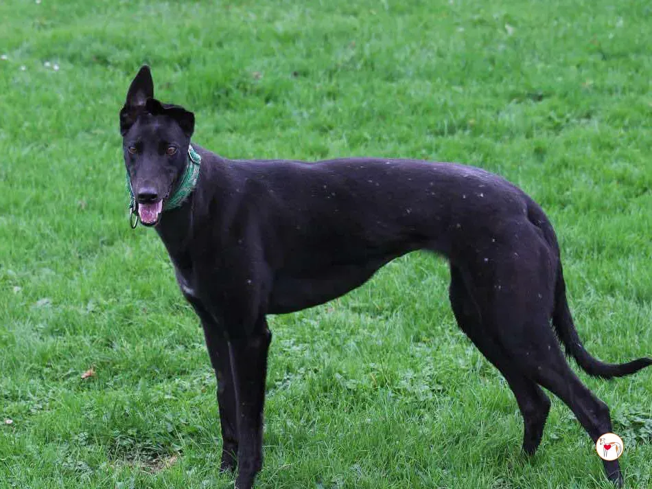 annie grey adozione 14