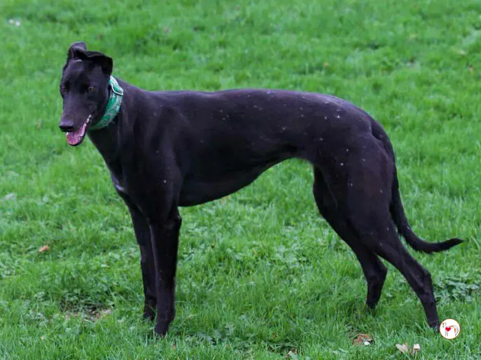 annie grey adozione 15