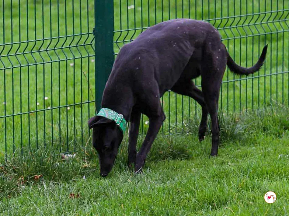 annie grey adozione 16