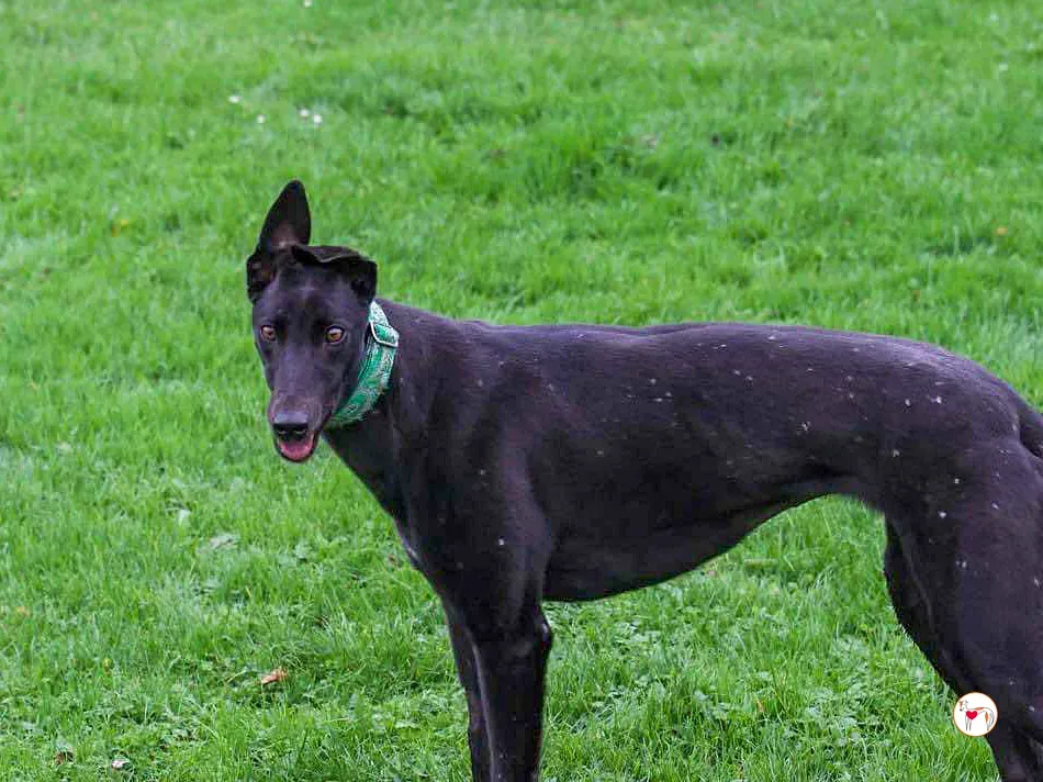 annie grey adozione 17