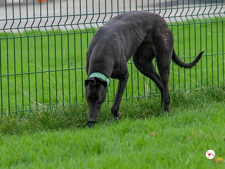 annie grey adozione 18