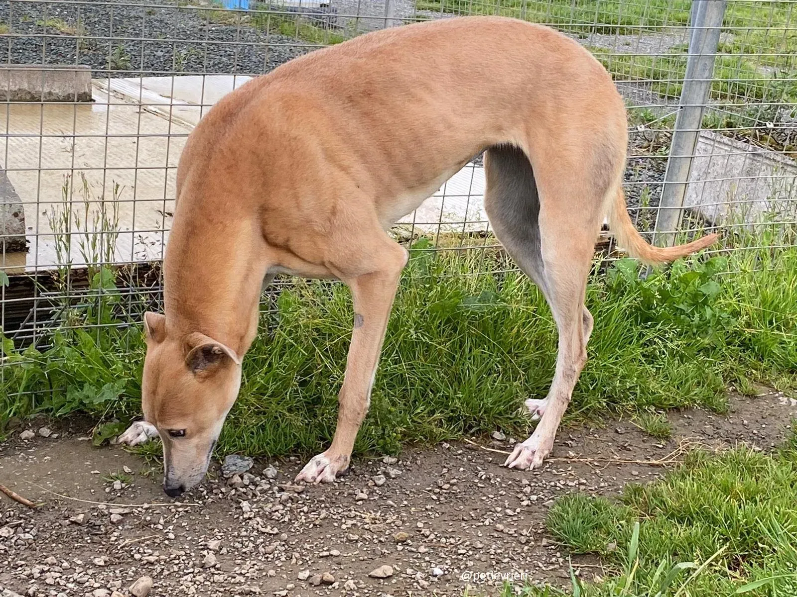 antoinette adozione greyhound