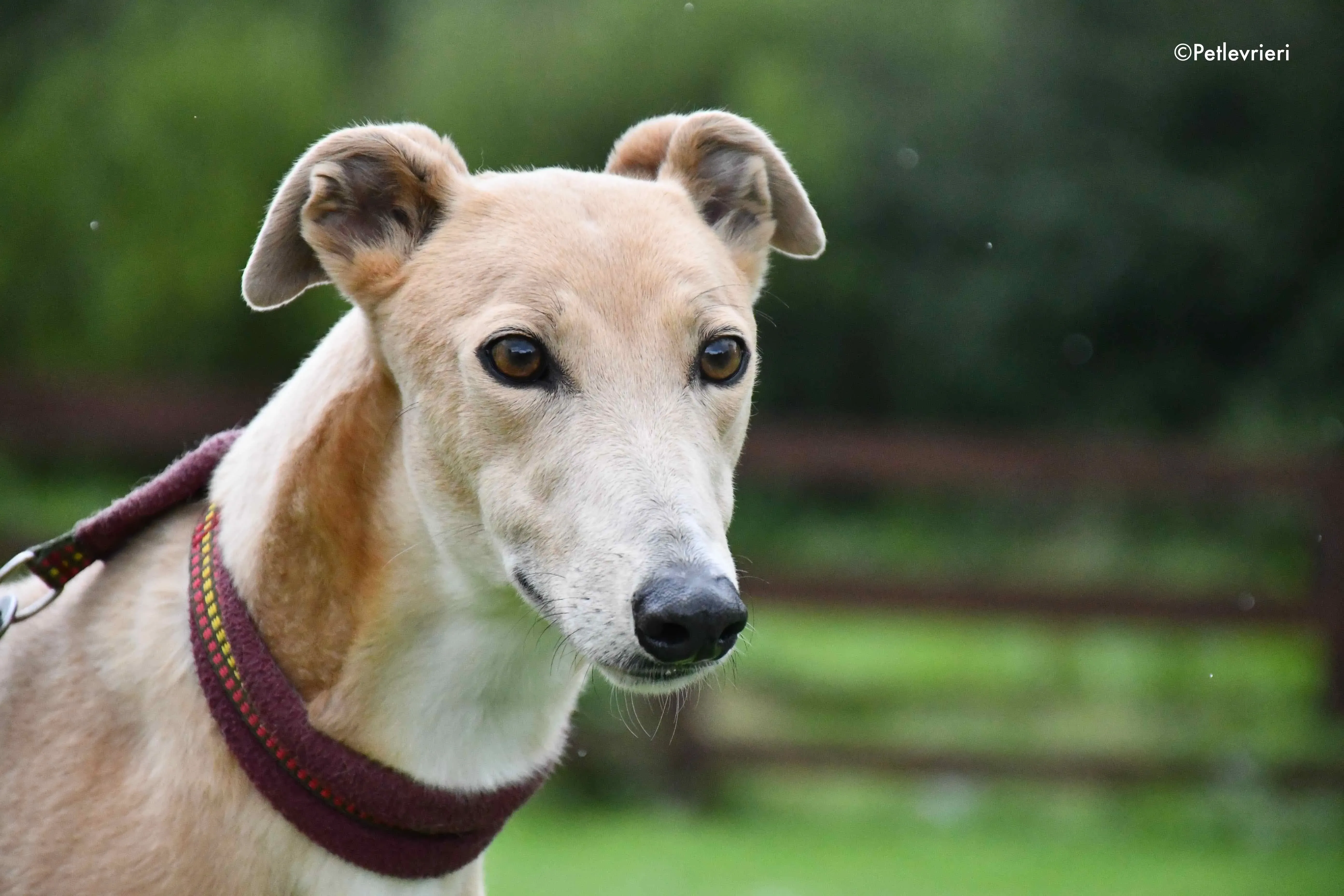 antoinette adozione levrieri greyhound 1