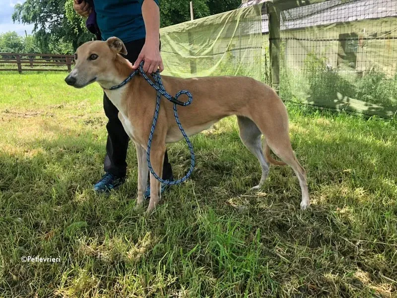 antoinette adozione levrieri greyhound 10