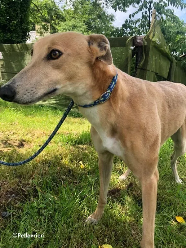 antoinette adozione levrieri greyhound 11