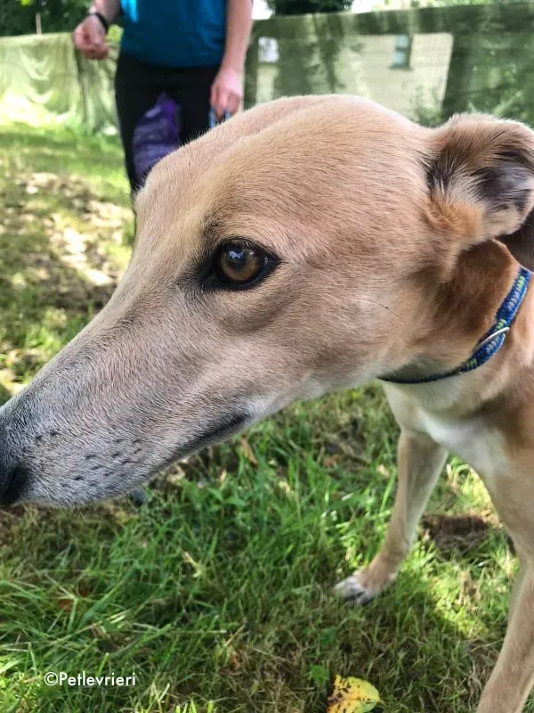 antoinette adozione levrieri greyhound 12