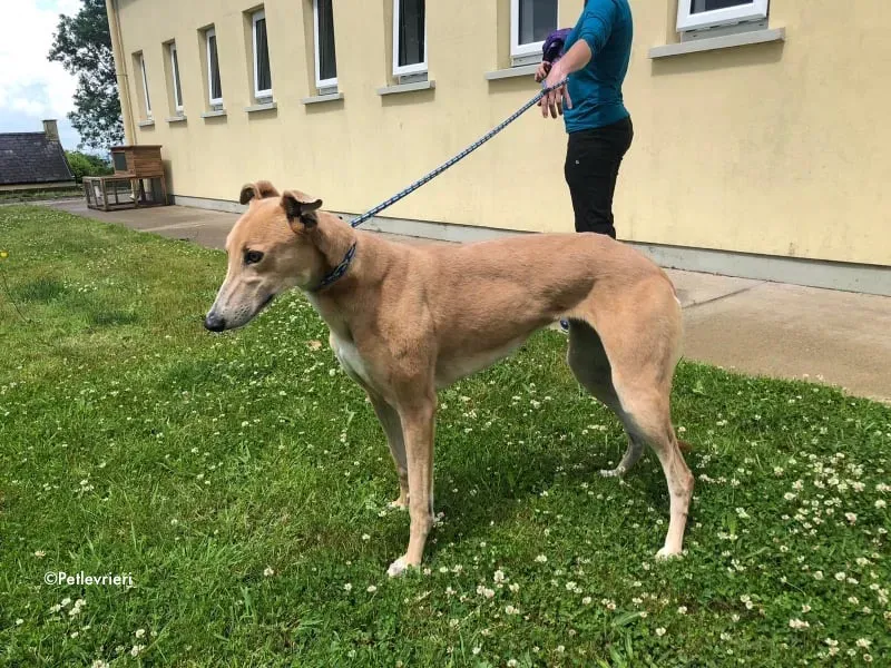 antoinette adozione levrieri greyhound 13