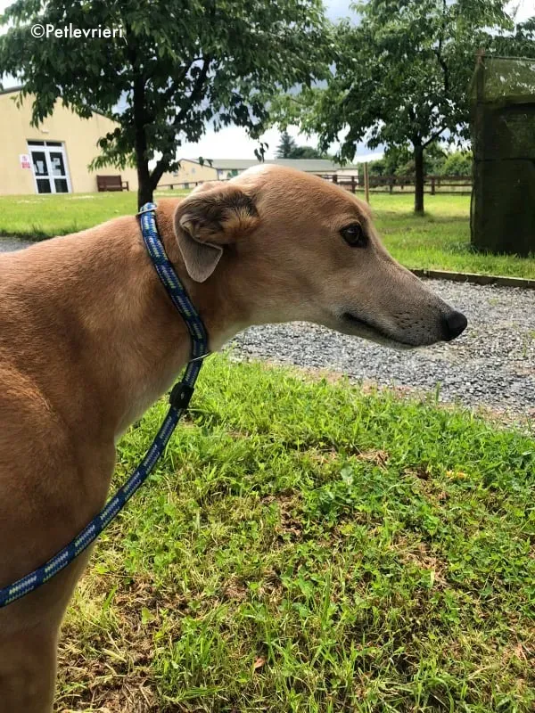 antoinette adozione levrieri greyhound 14