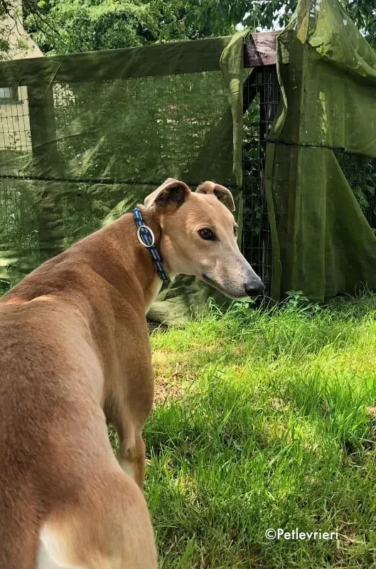 antoinette adozione levrieri greyhound 15