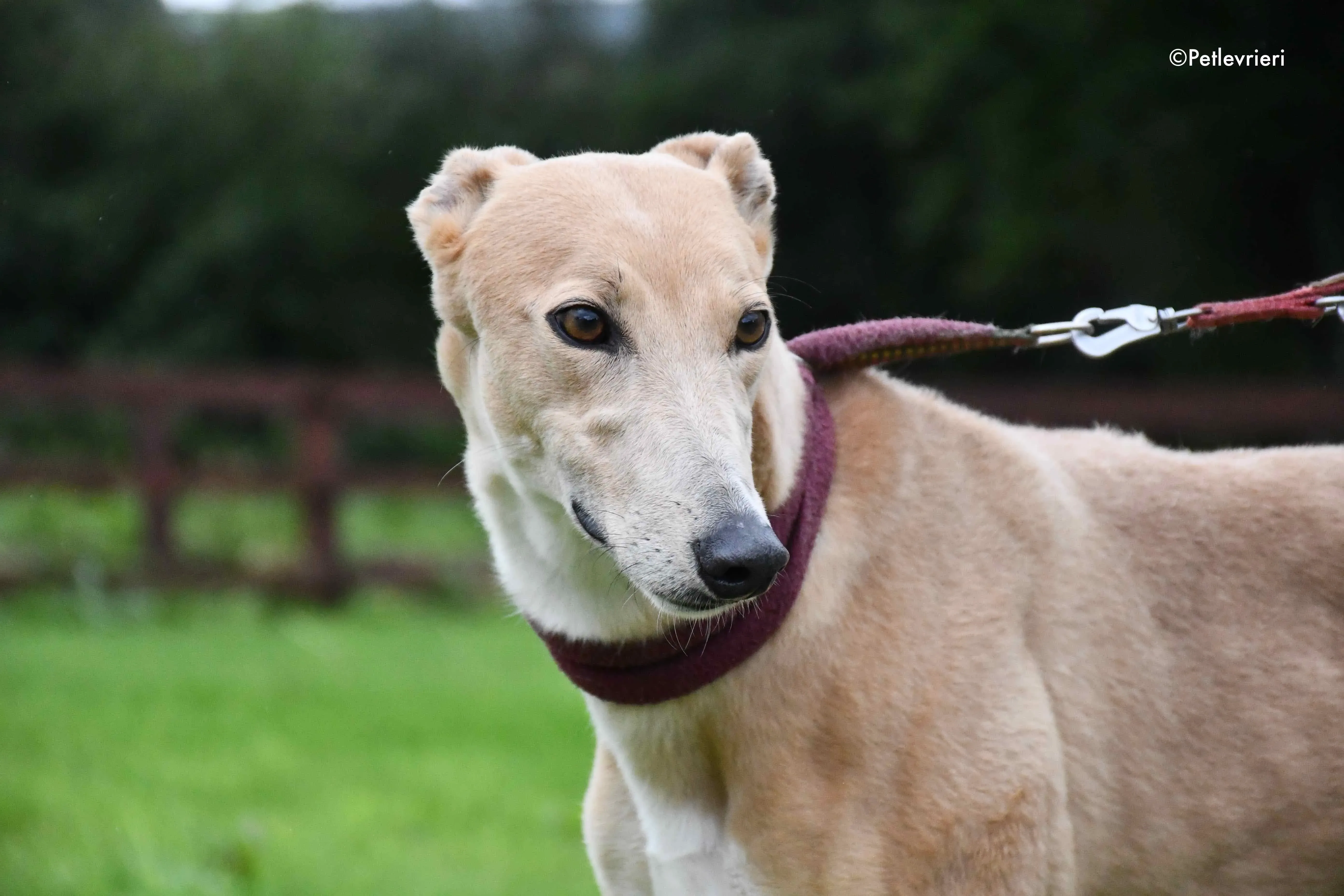 antoinette adozione levrieri greyhound 8