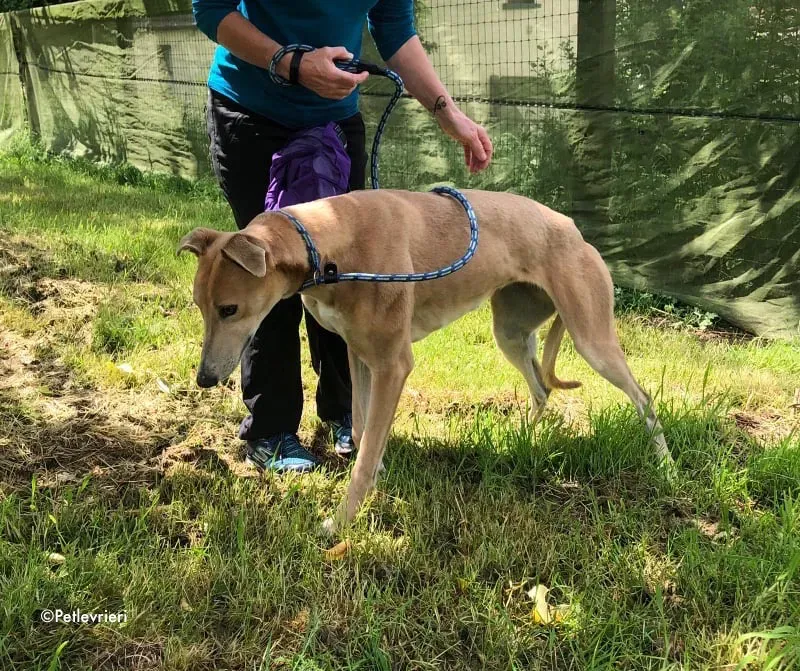 antoinette adozione levrieri greyhound 8