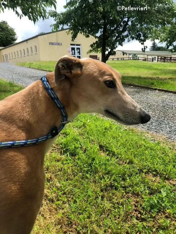 antoinette adozione levrieri greyhound 9