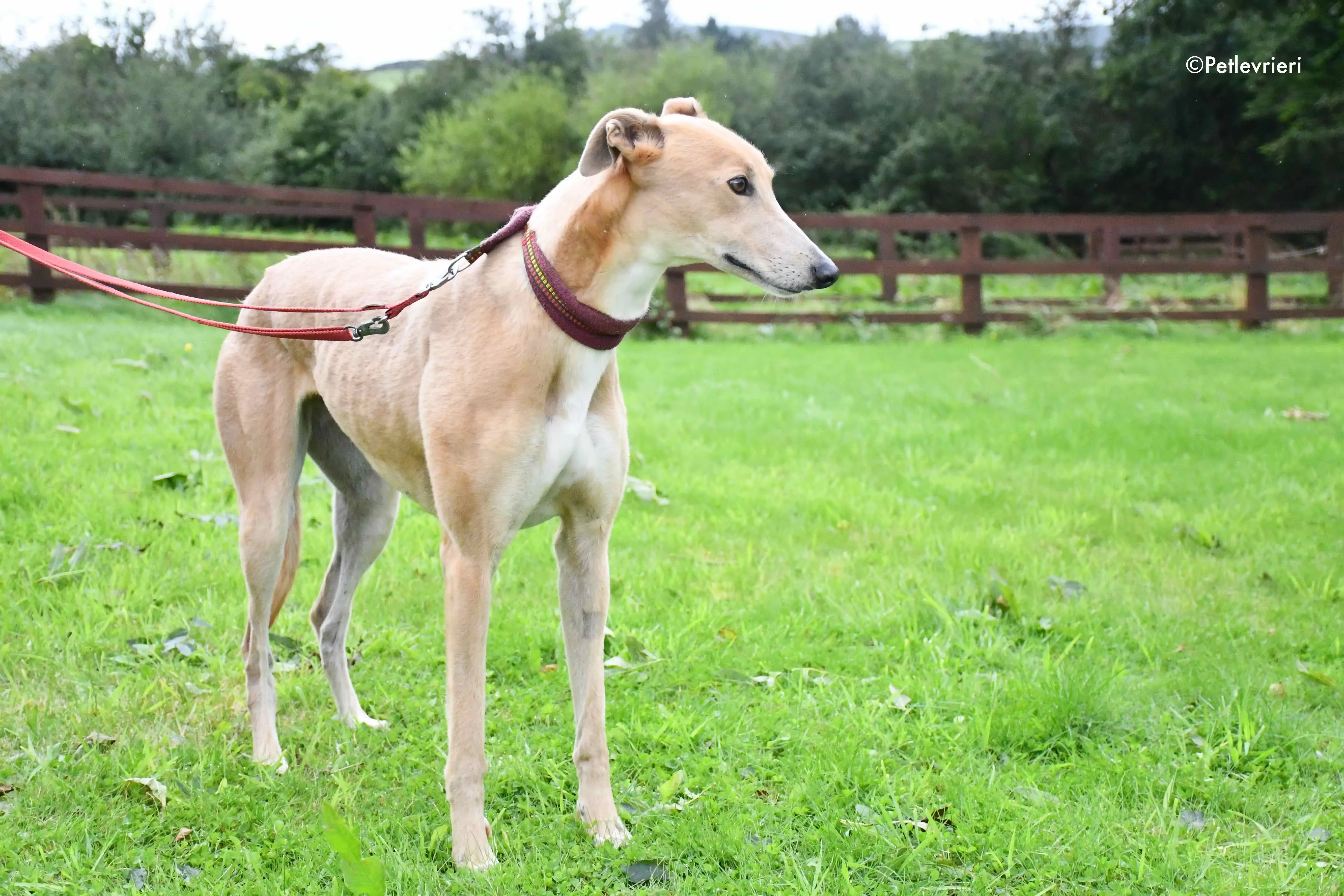 antoinette adozione levrieri greyhound 2