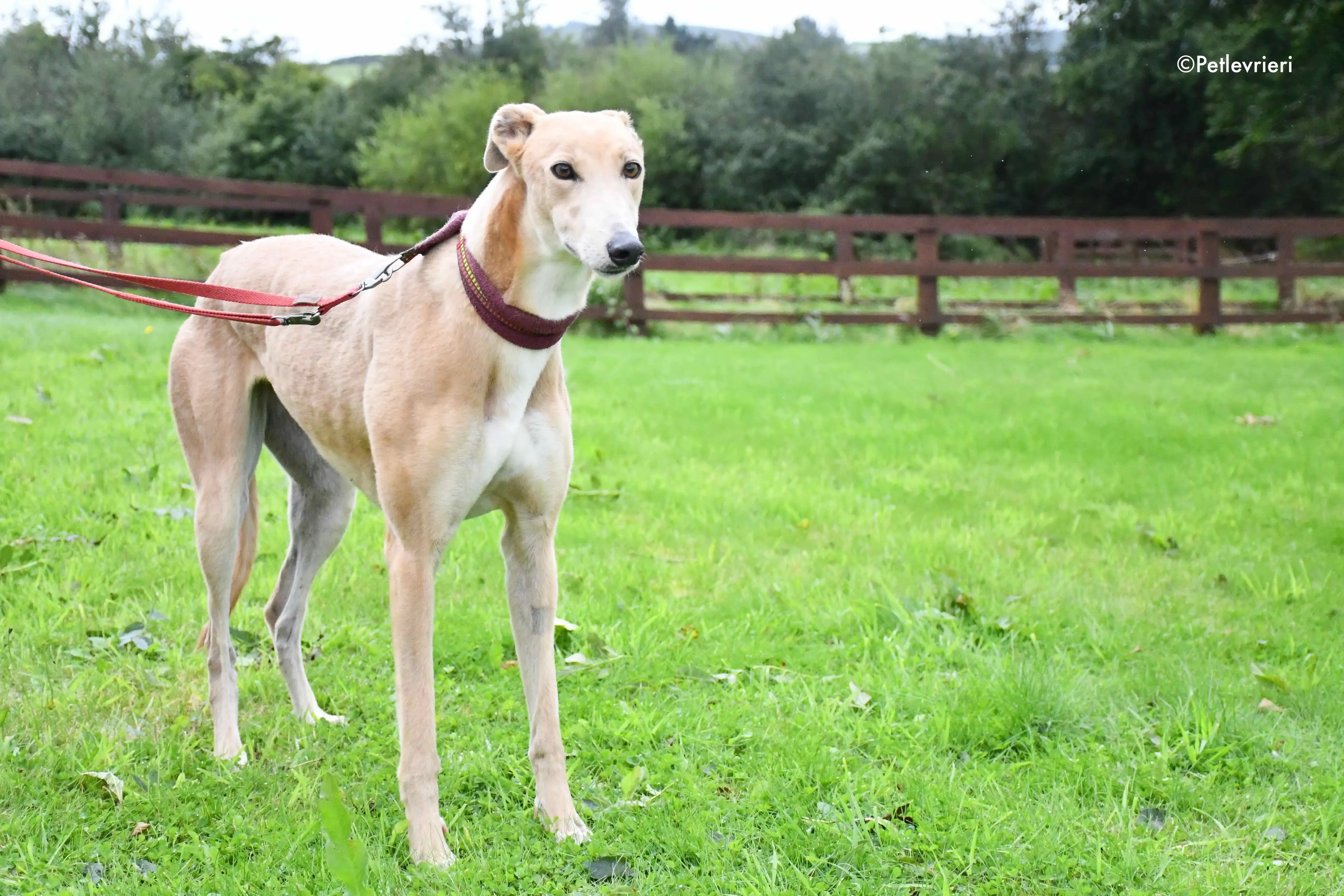 antoinette adozione levrieri greyhound 3