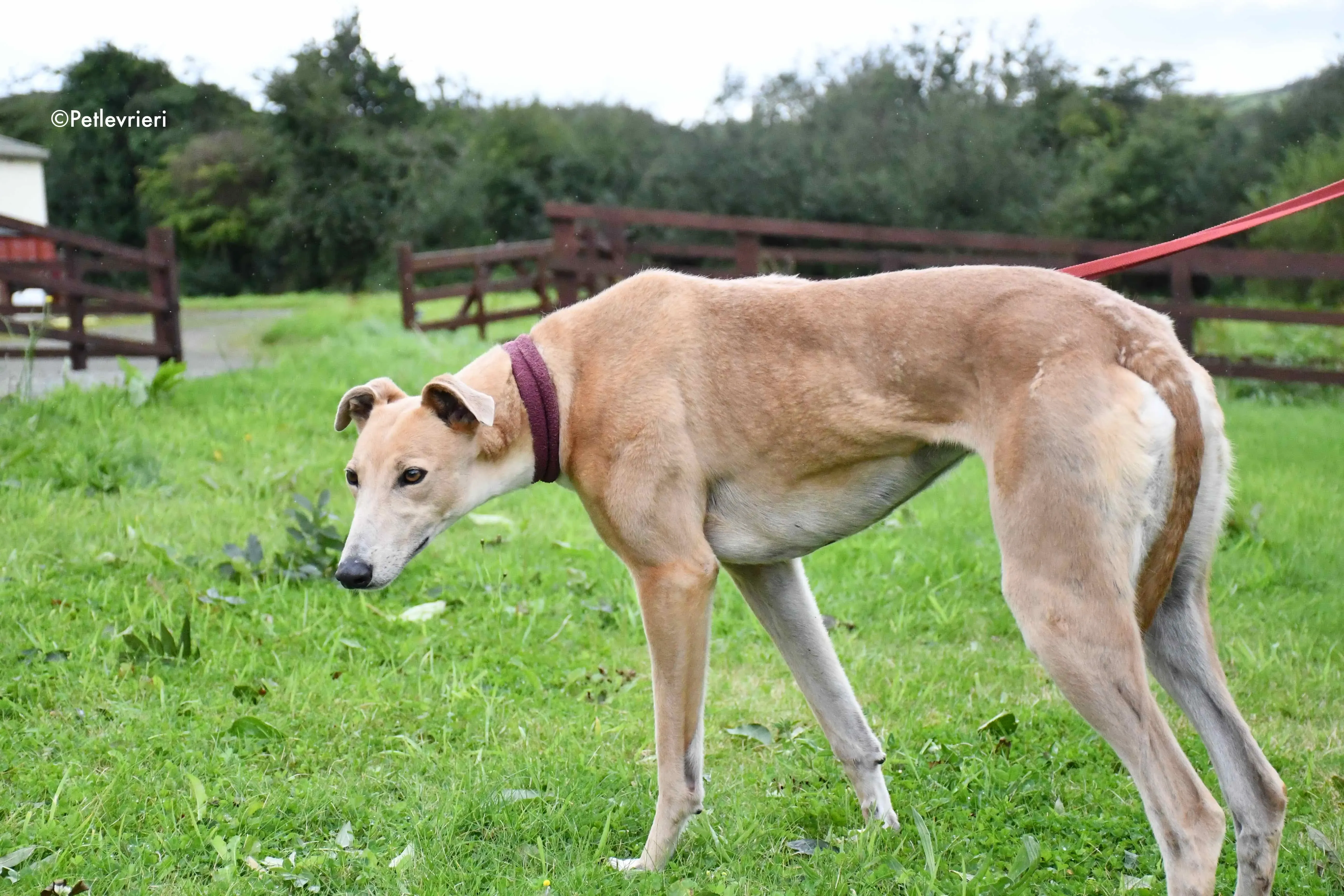 antoinette adozione levrieri greyhound 4