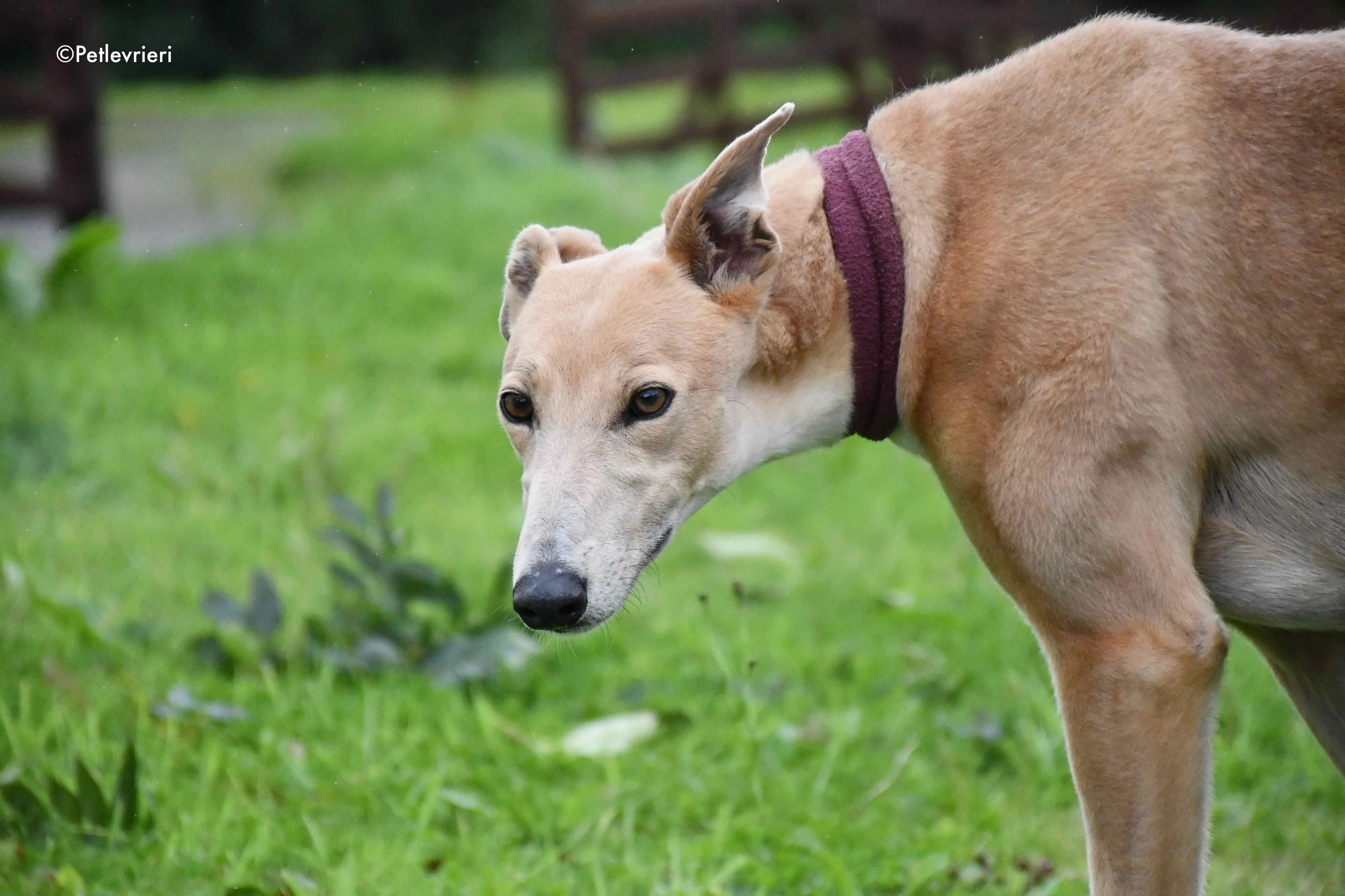 antoinette adozione levrieri greyhound 5