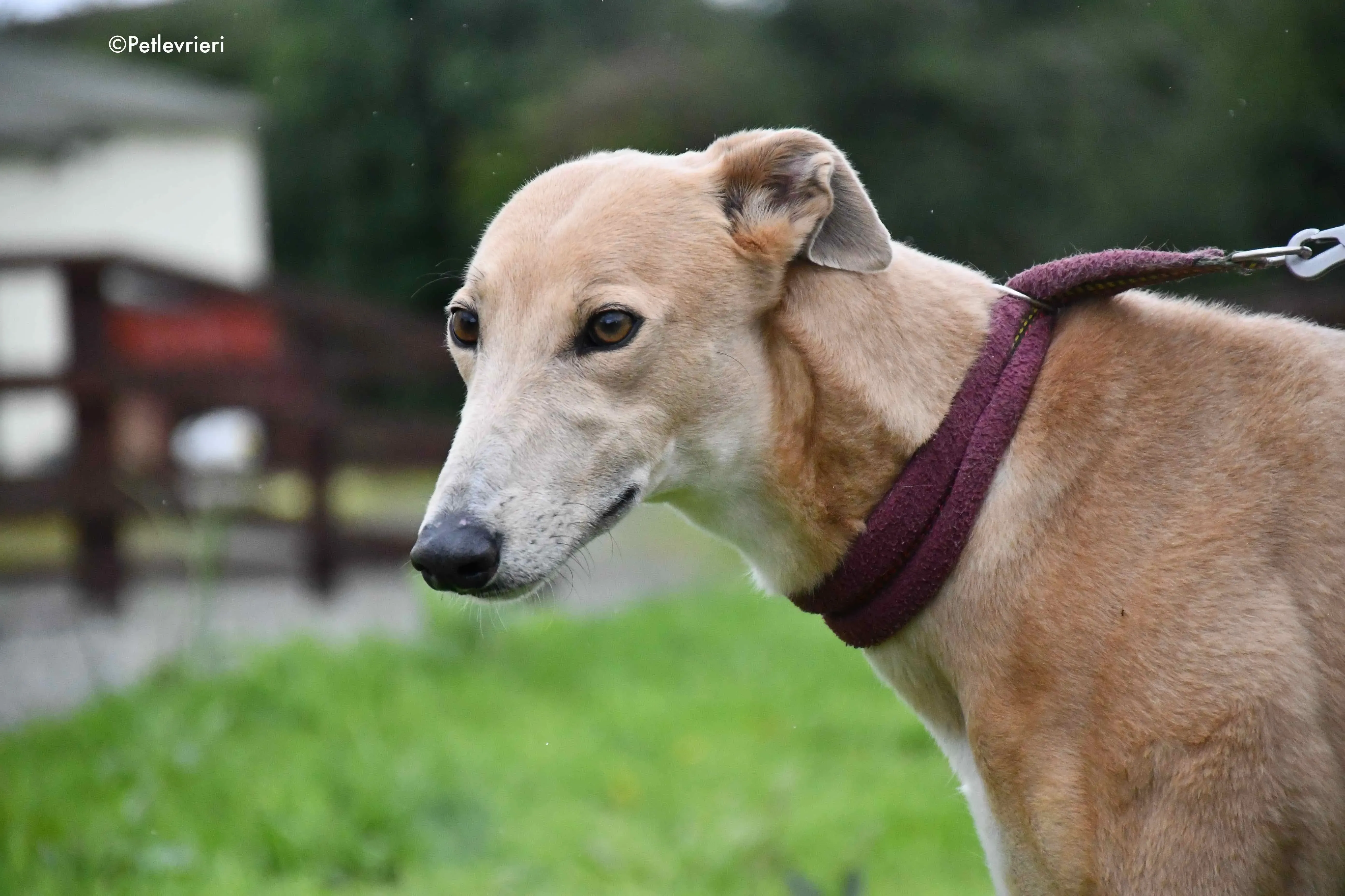 antoinette adozione levrieri greyhound 6