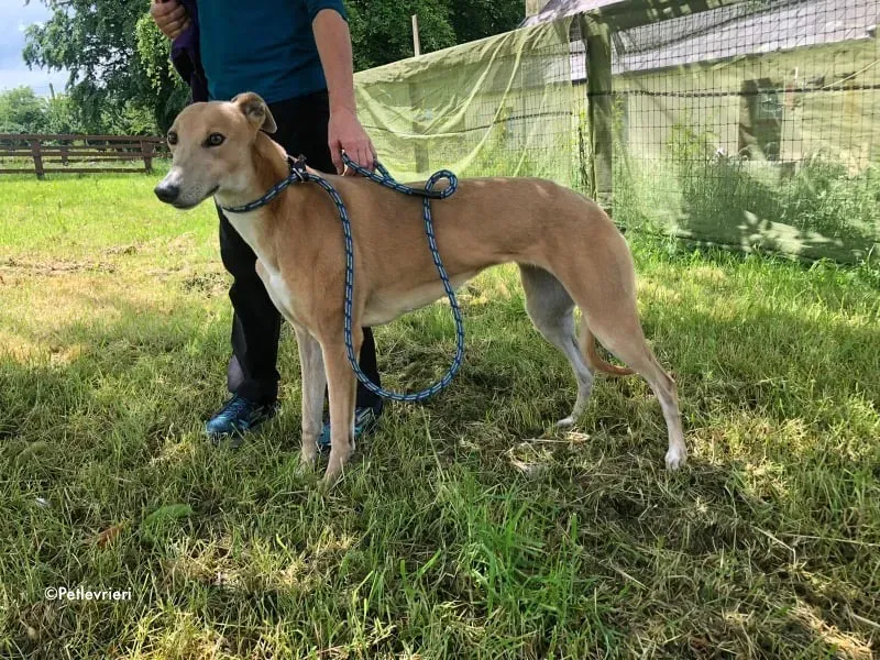 antoinette adozione levrieri greyhound 6