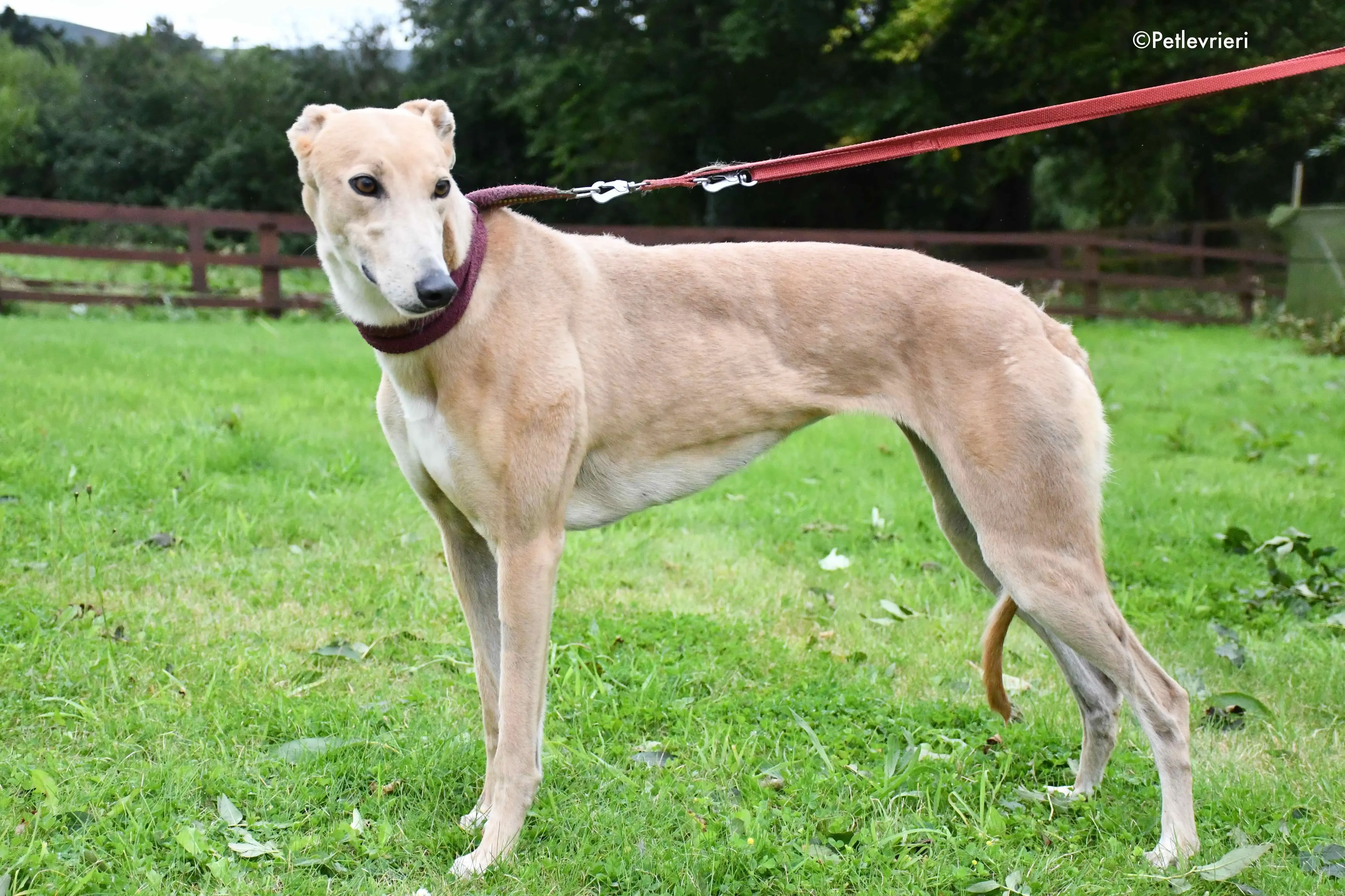 antoinette adozione levrieri greyhound 7