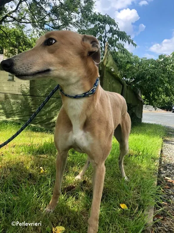 antoinette adozione levrieri greyhound 7