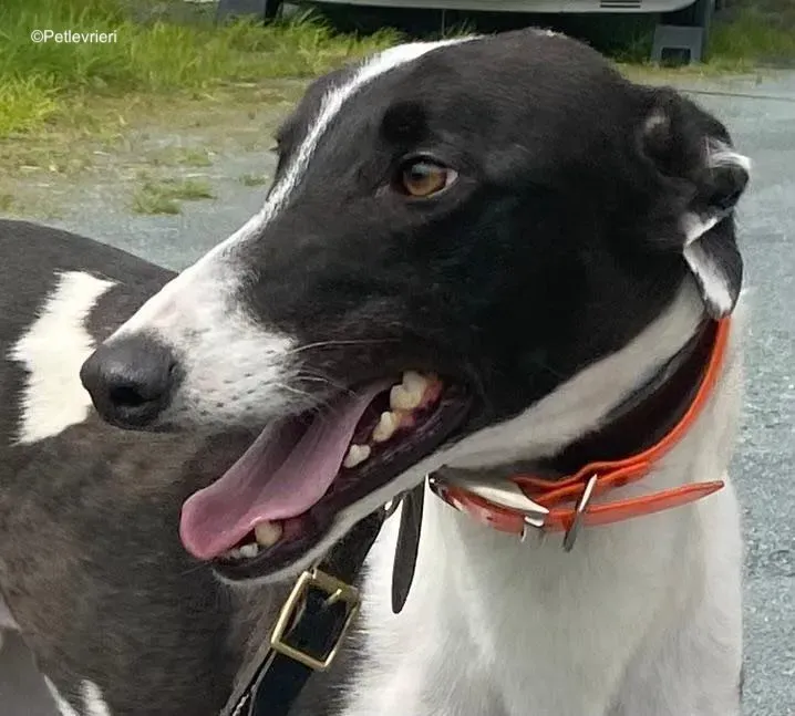 anton adozione levrieri greyhound 1