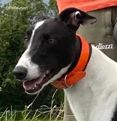 anton adozione levrieri greyhound 2