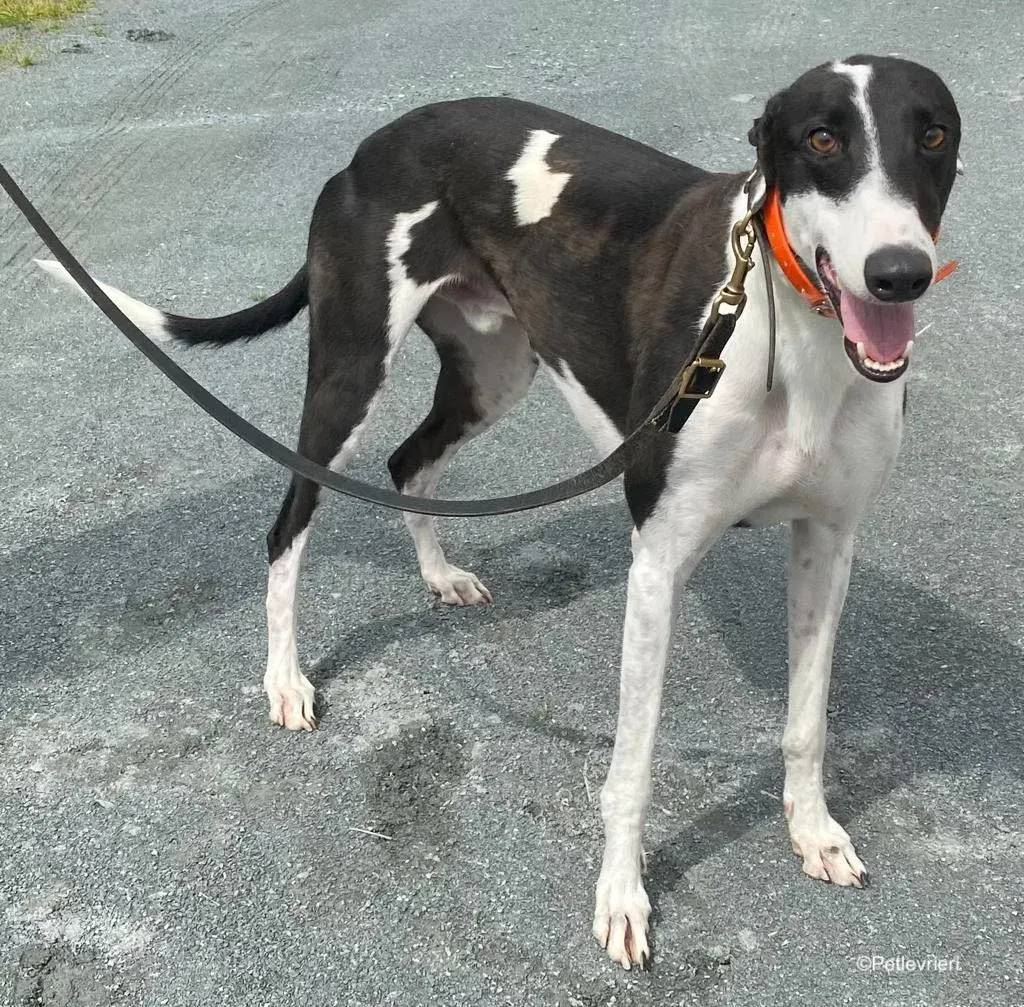 anton adozione levrieri greyhound 3