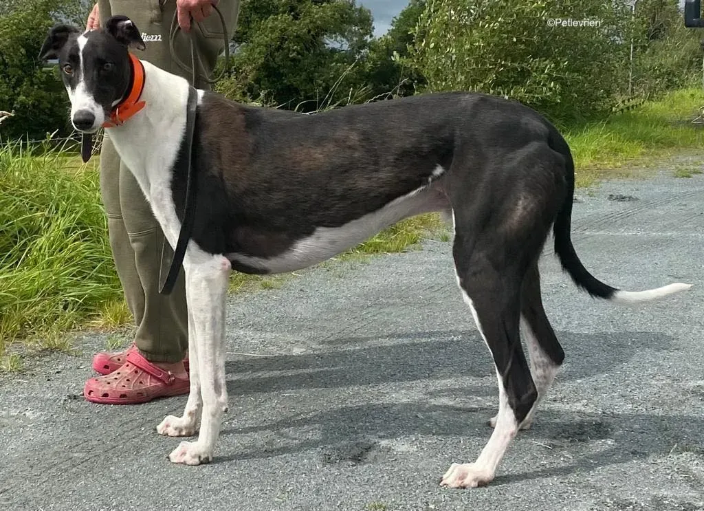 anton adozione levrieri greyhound 4