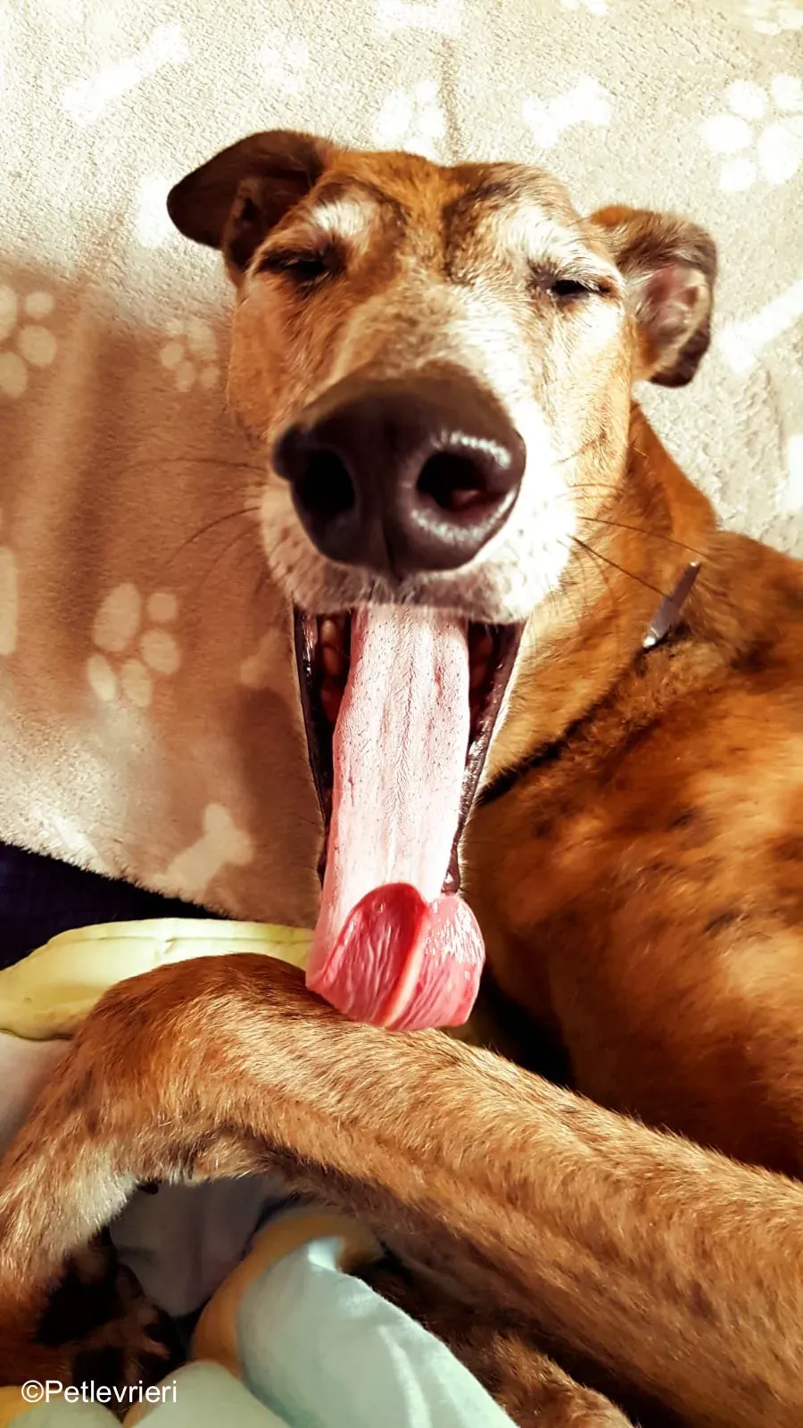 aogiri sen adozione greyhound macao 2