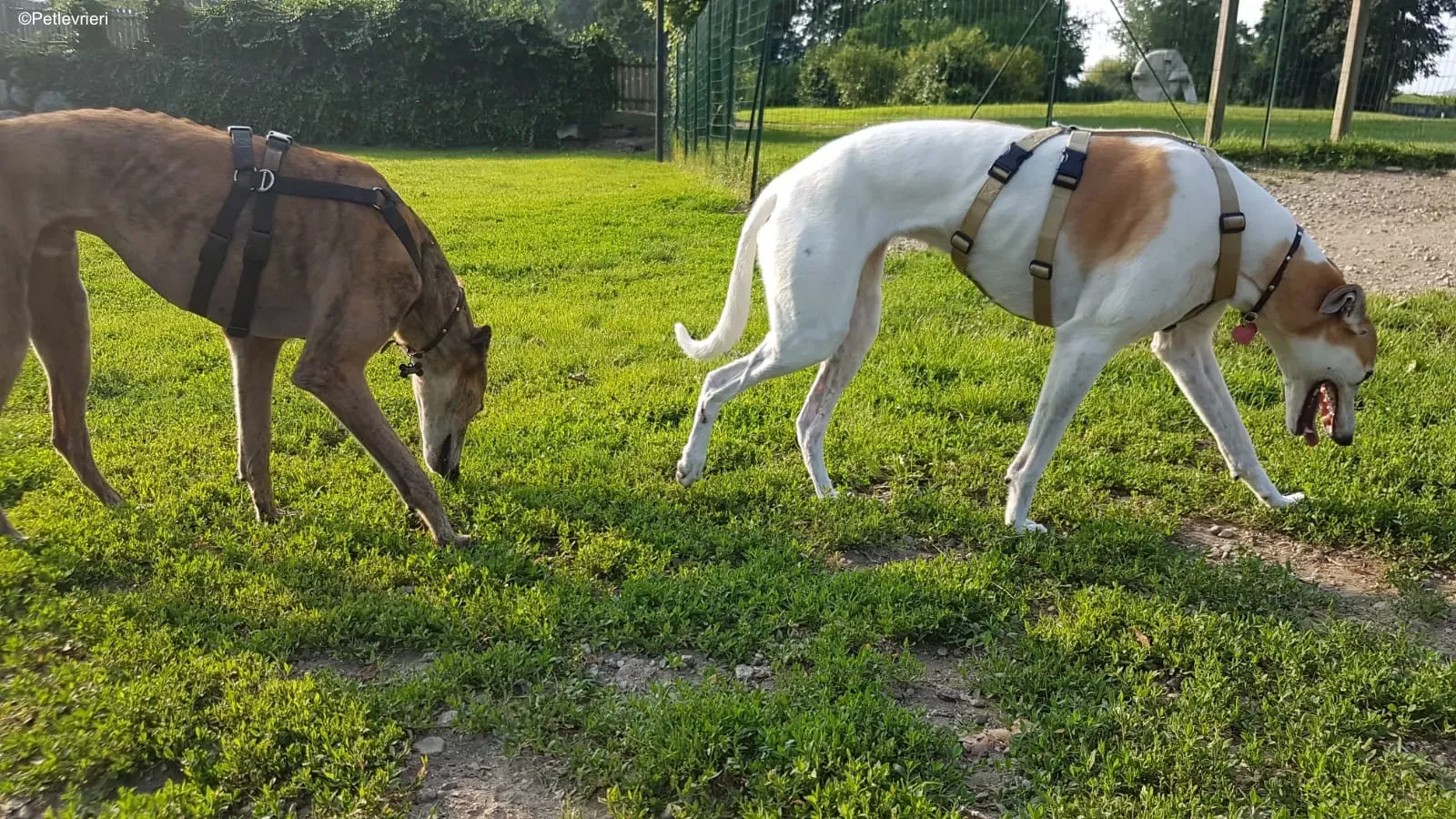 aogiri sen adozione greyhound macao 4