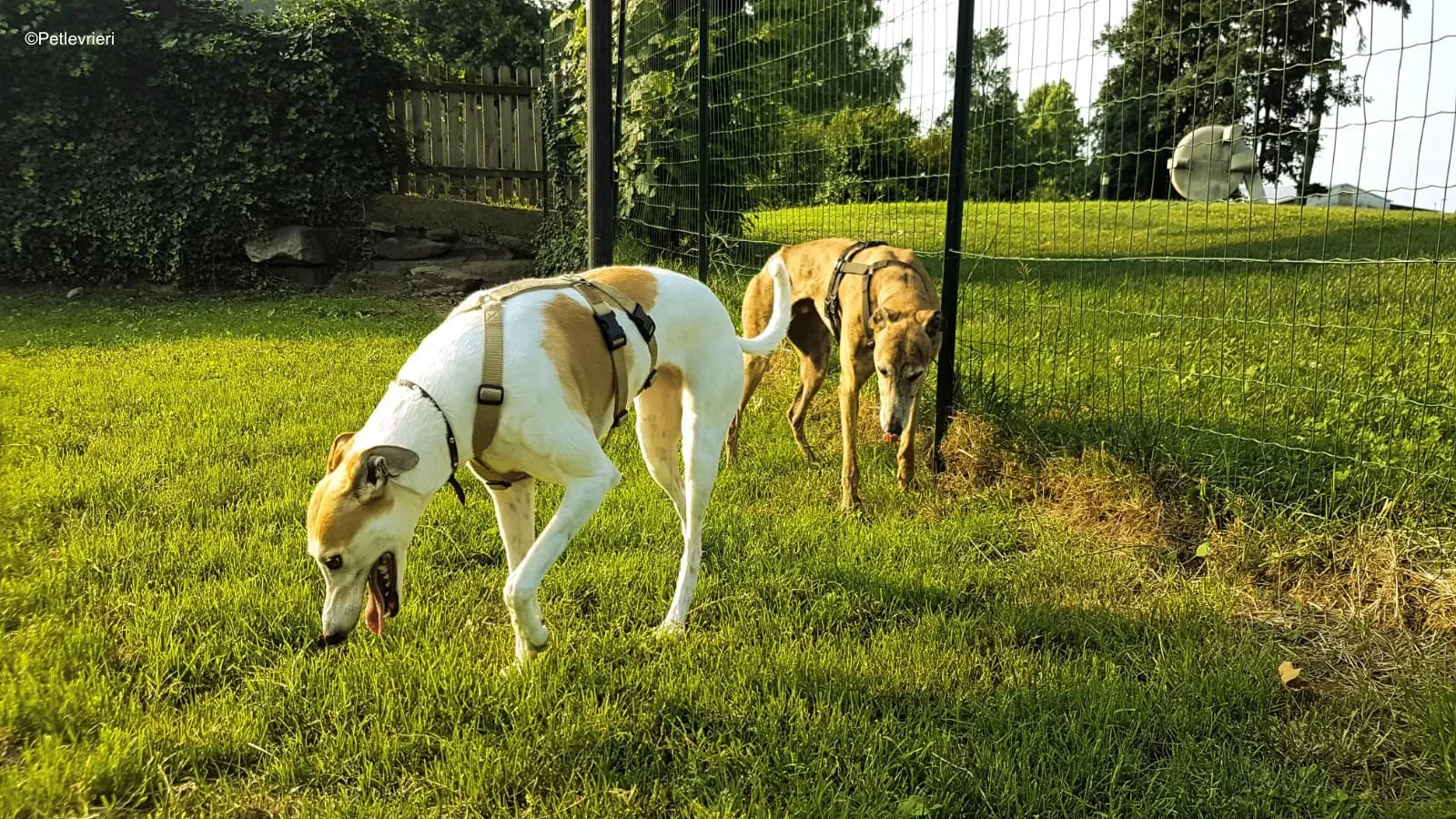 aogiri sen adozione greyhound macao 5