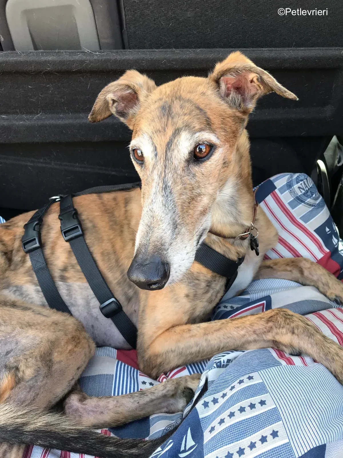 aogiri sen adozione greyhound macao 7