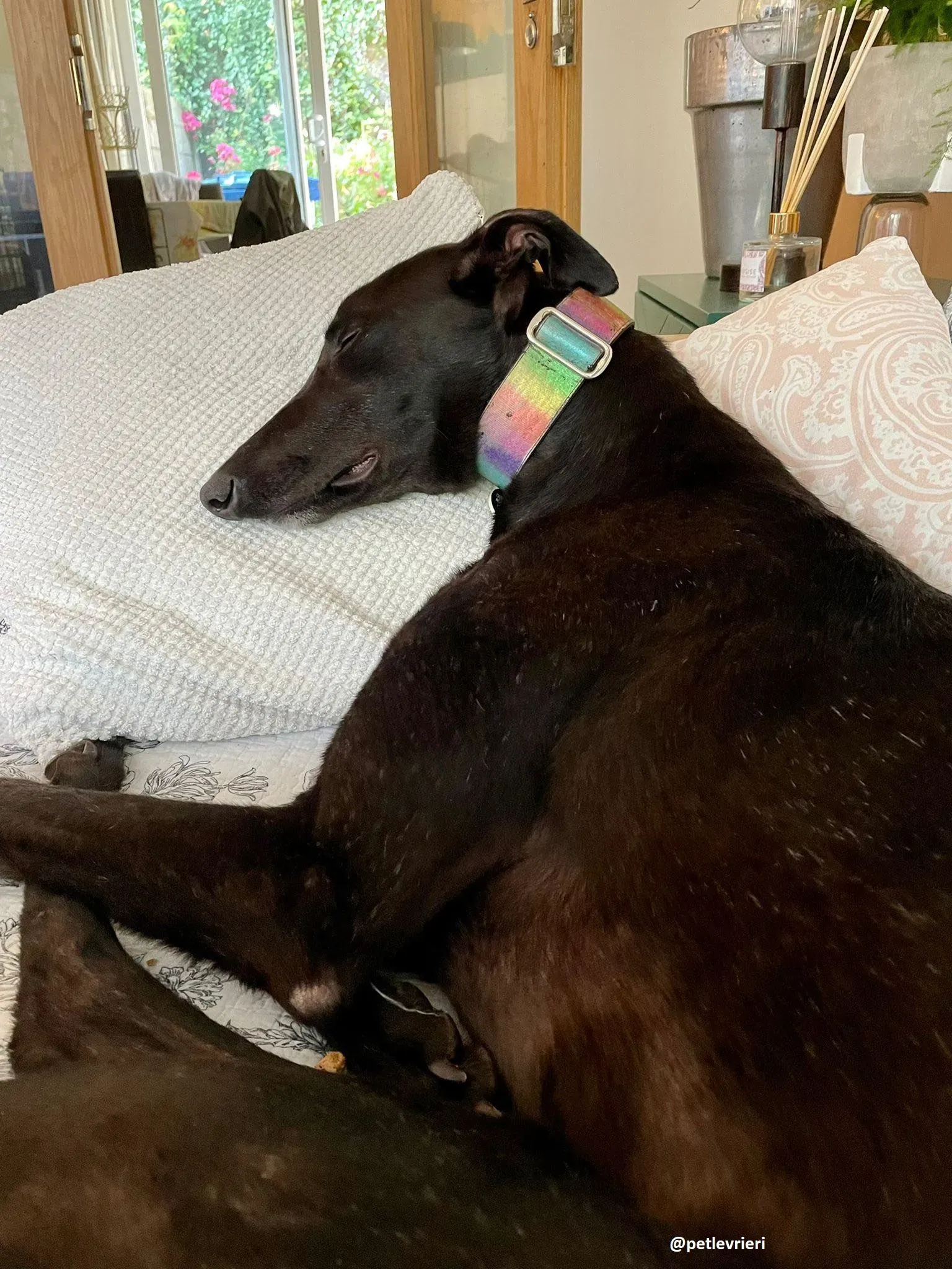 aoife adozione greyhound