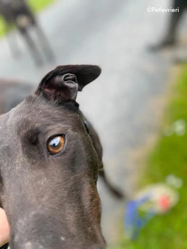 aoife adozione levrieri greyhound 1