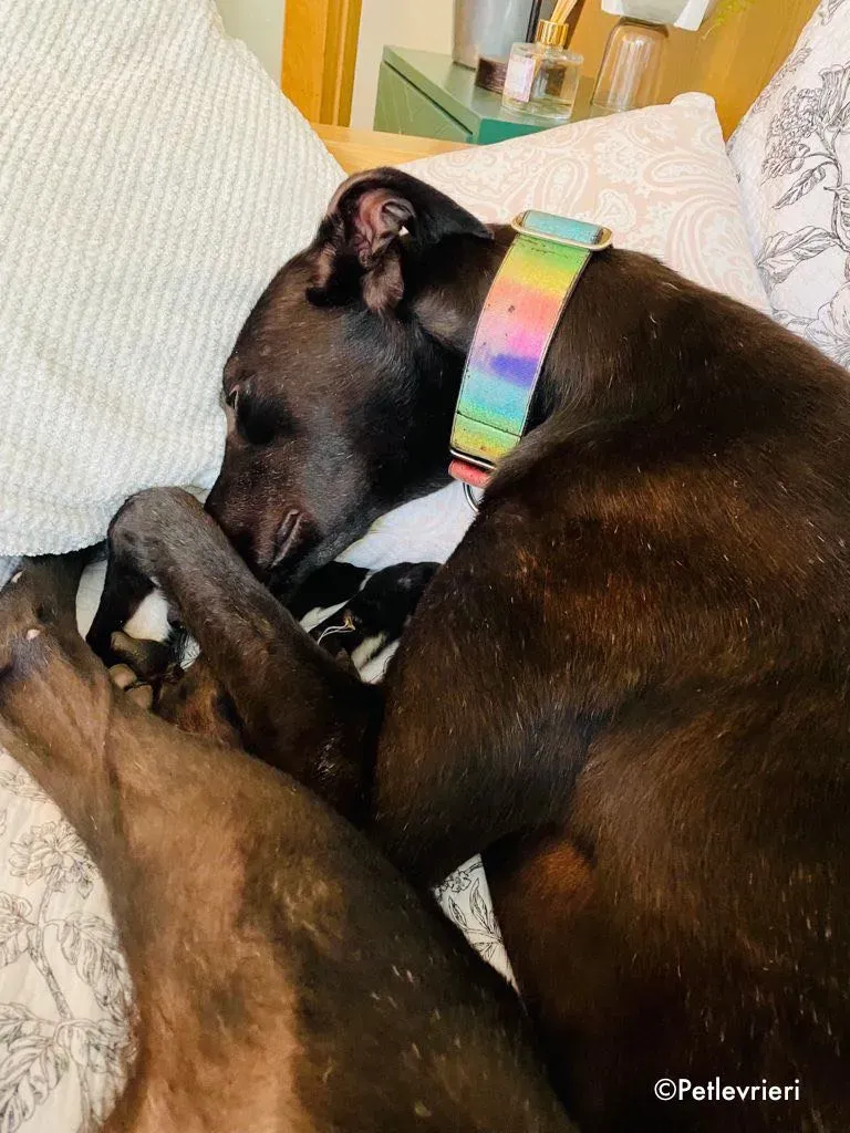 aoife adozione levrieri greyhound 10 1