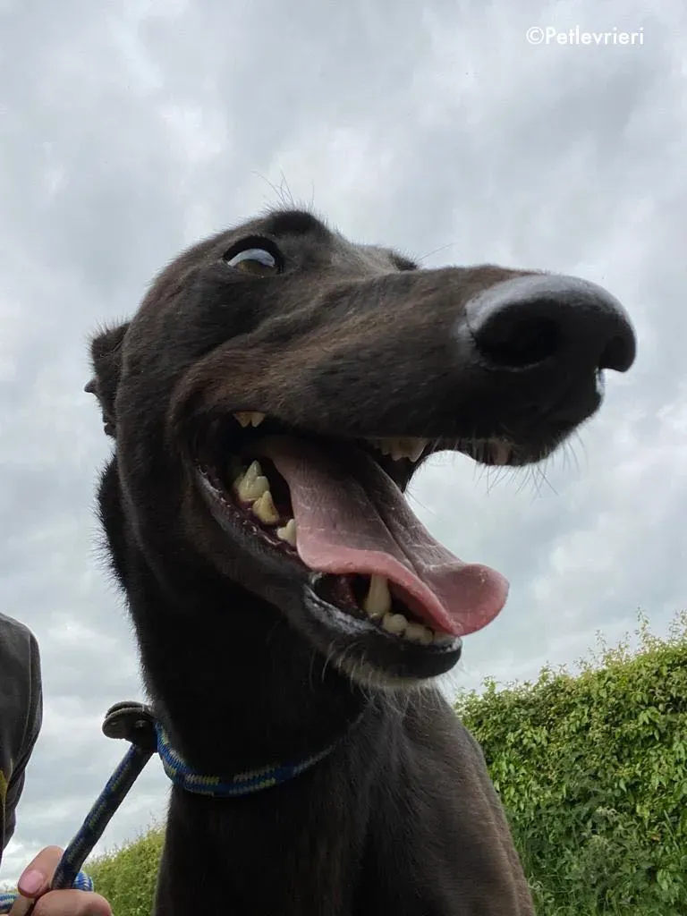 aoife adozione levrieri greyhound 10