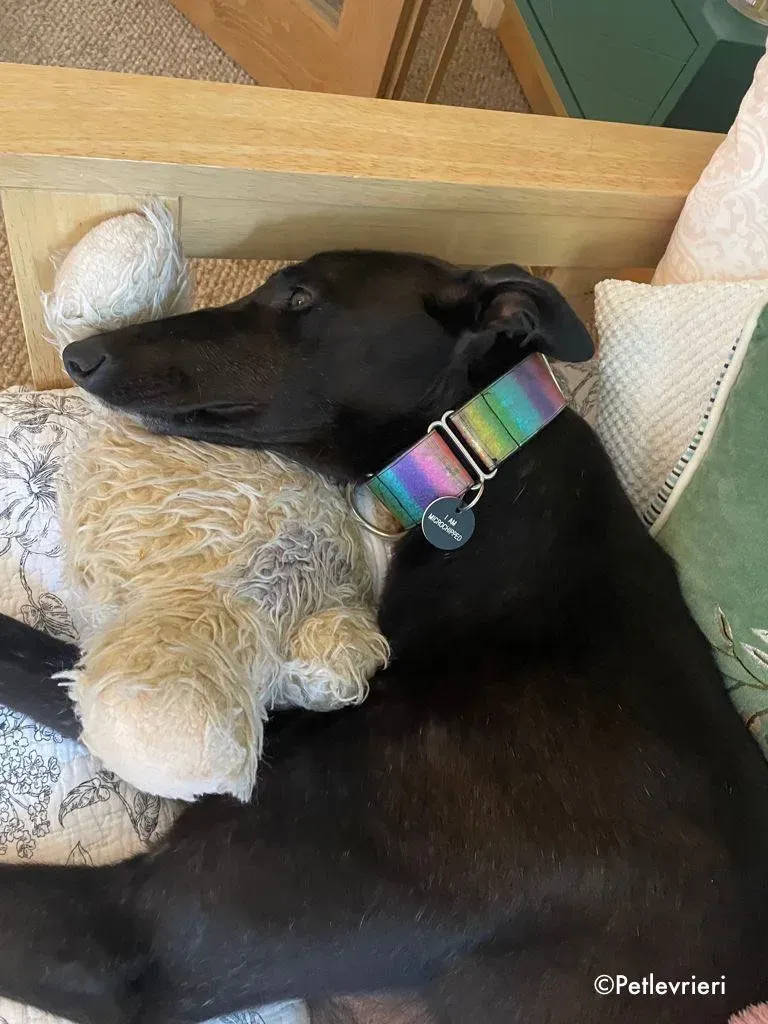 aoife adozione levrieri greyhound 11 1