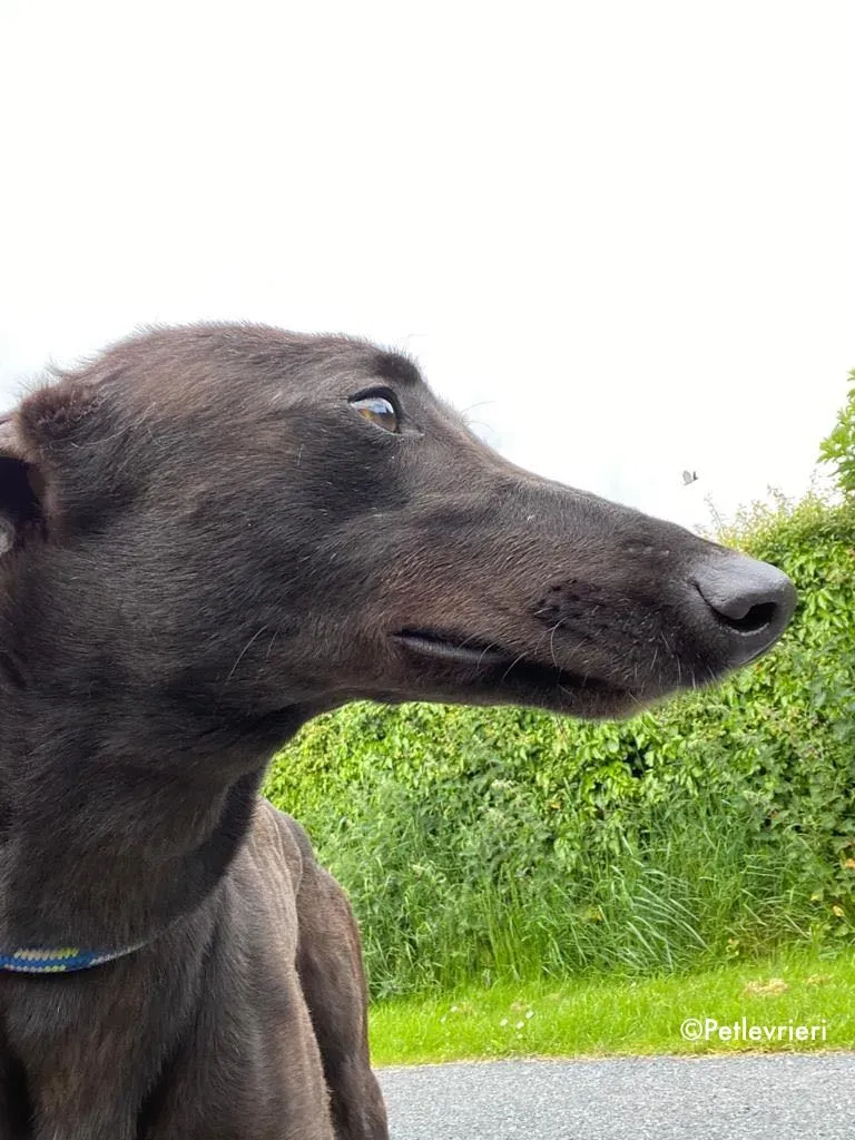 aoife adozione levrieri greyhound 11