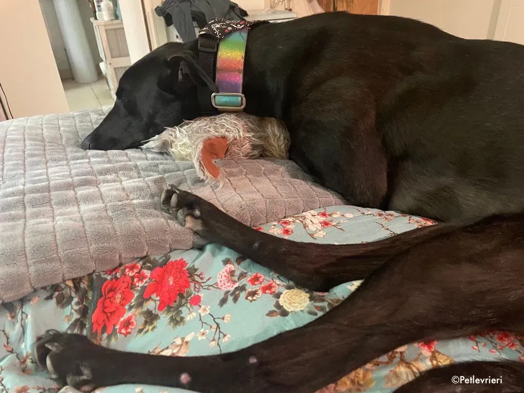 aoife adozione levrieri greyhound 12 1