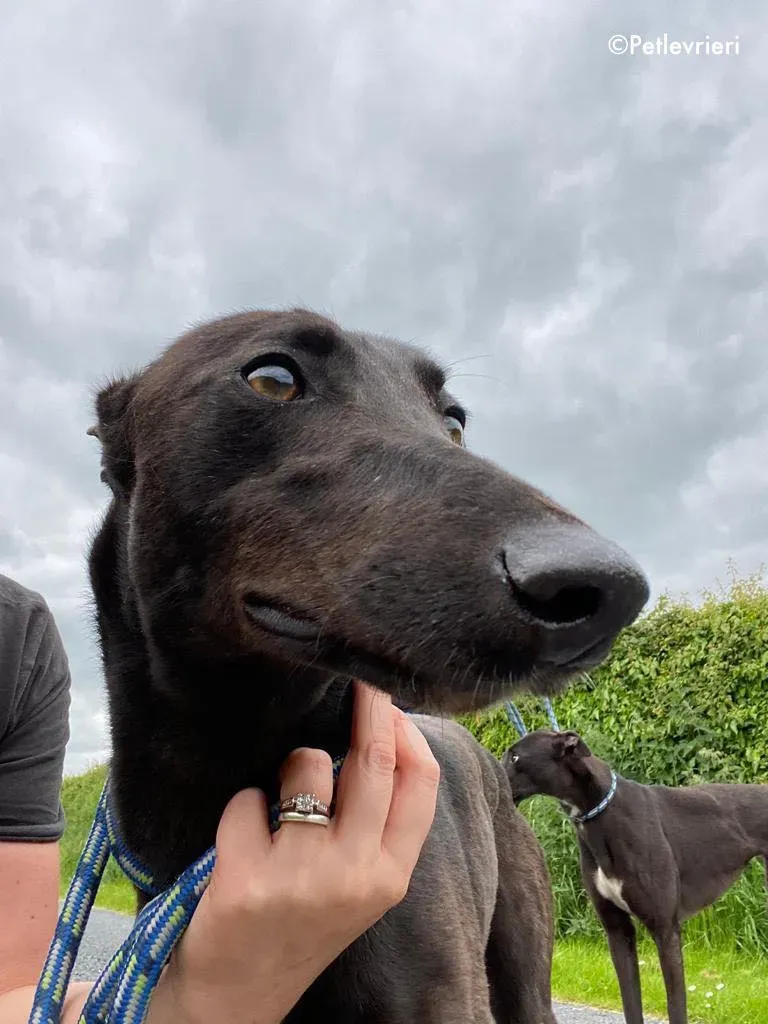 aoife adozione levrieri greyhound 12