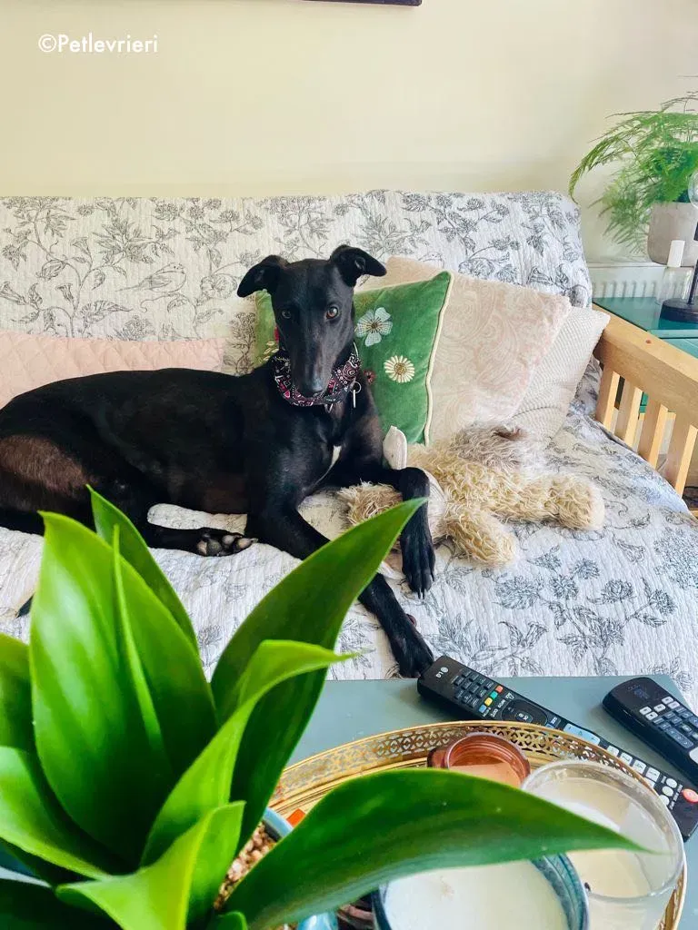 aoife adozione levrieri greyhound 13 1