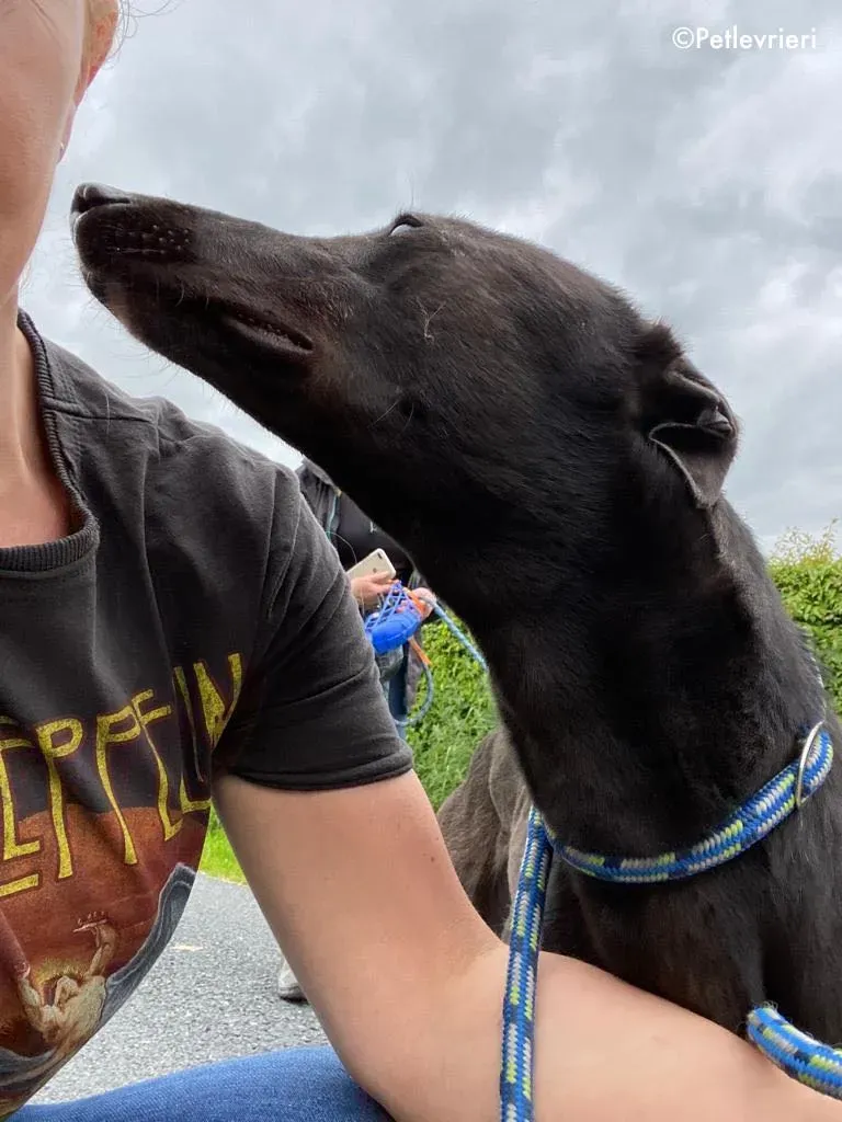 aoife adozione levrieri greyhound 13