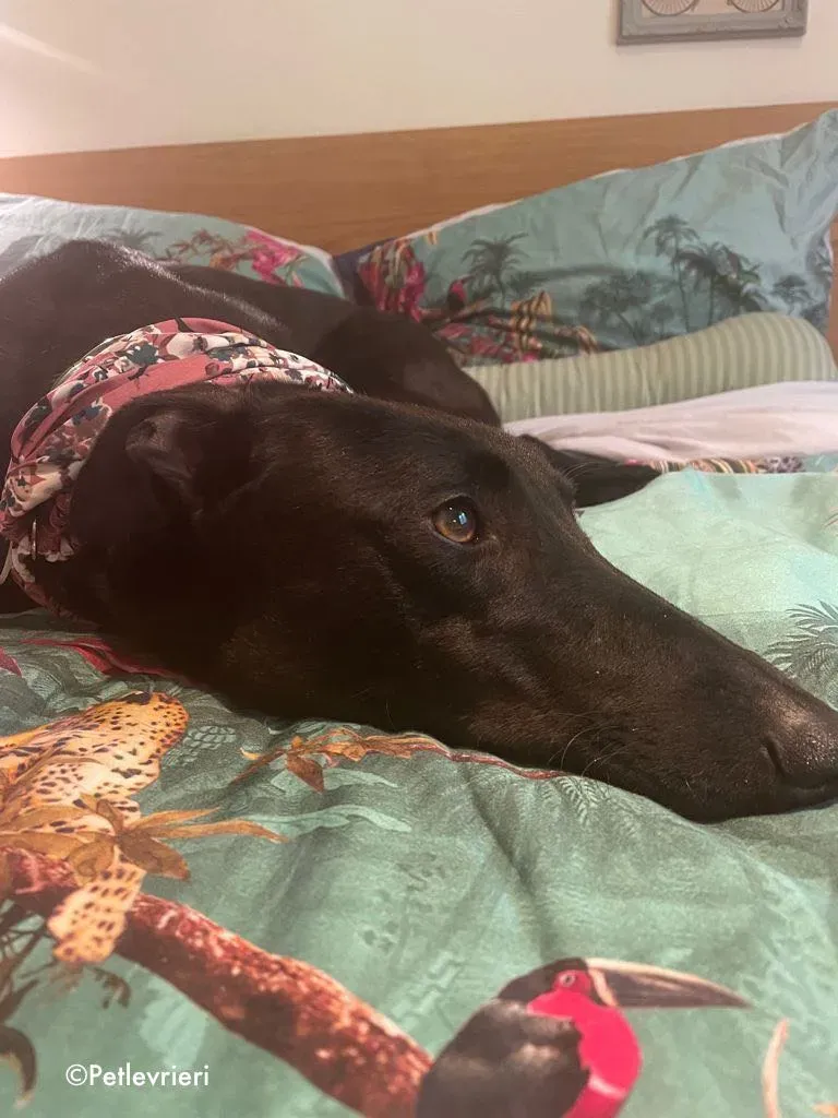 aoife adozione levrieri greyhound 14