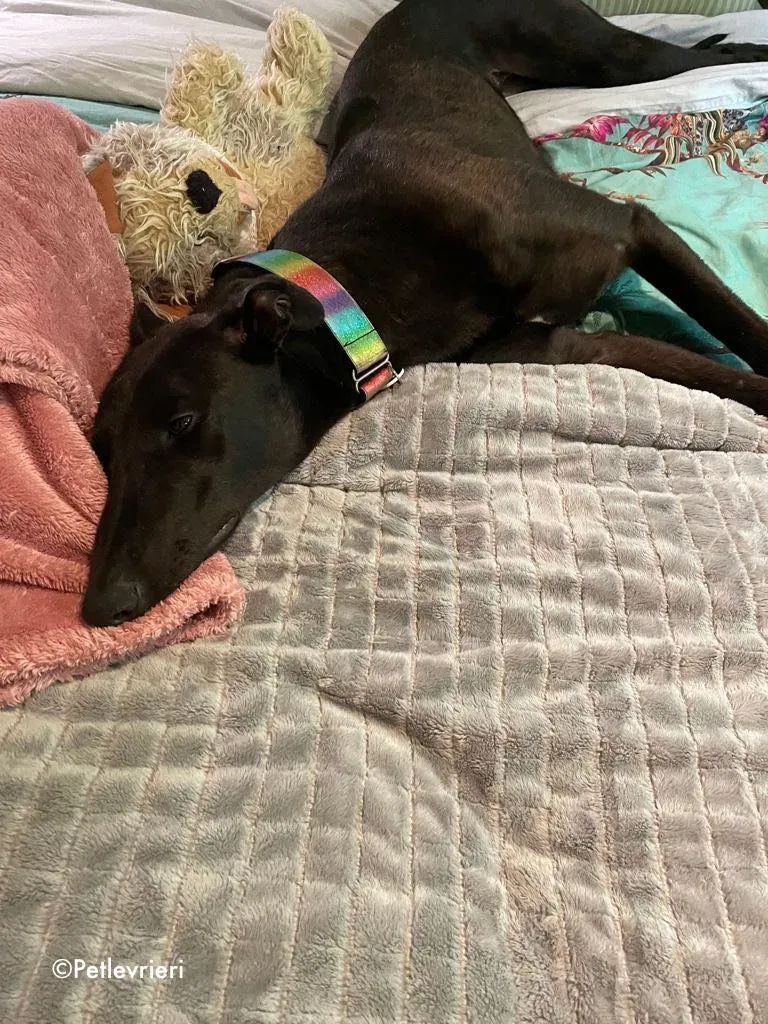 aoife adozione levrieri greyhound 15