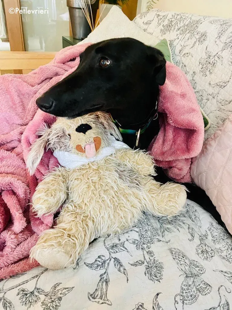 aoife adozione levrieri greyhound 16