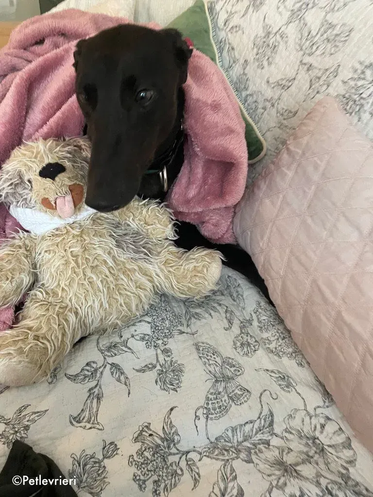 aoife adozione levrieri greyhound 17